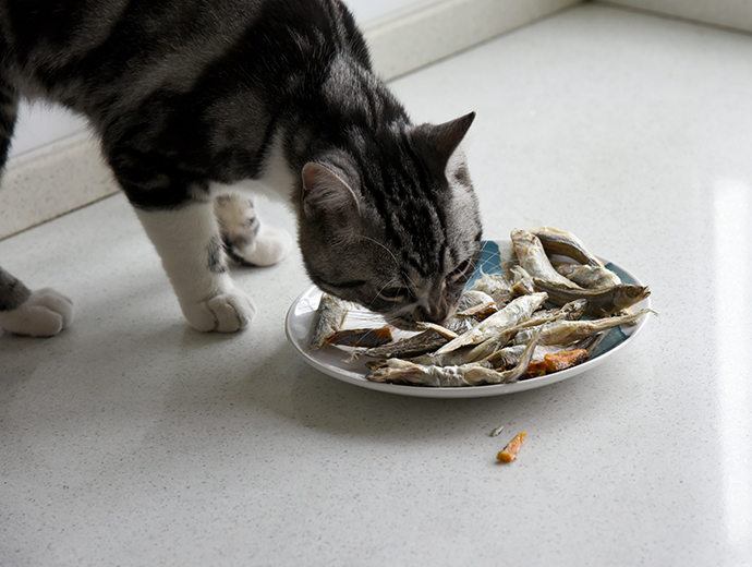 来撸猫啊，猫和小鱼干不得不说的故事。
