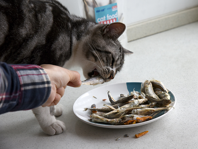 来撸猫啊，猫和小鱼干不得不说的故事。