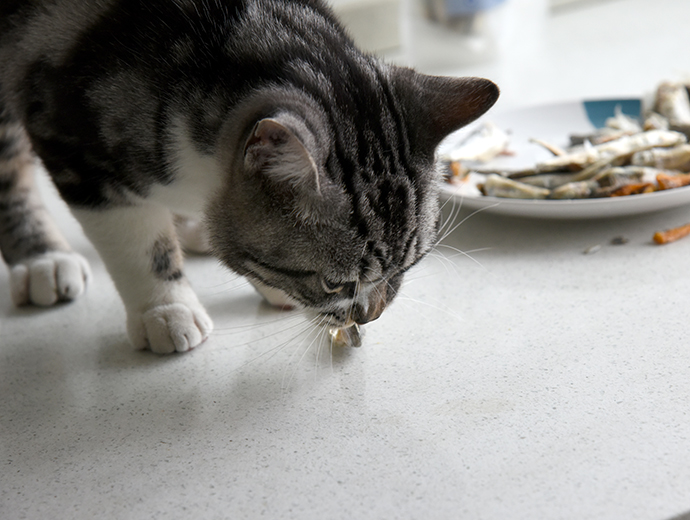 来撸猫啊，猫和小鱼干不得不说的故事。